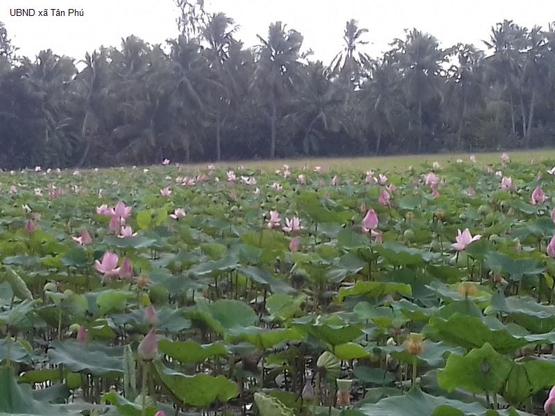 UBND xã Tân Phú