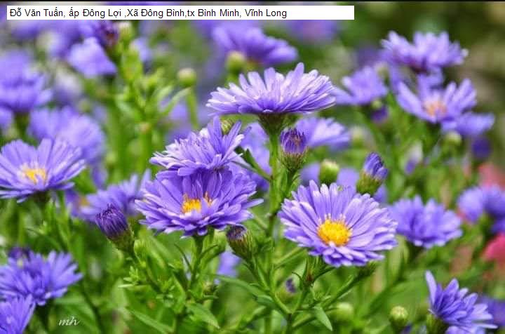 Đỗ Văn Tuấn, ấp Đông Lợi ,Xã Đông Bình,tx Bình Minh, Vĩnh Long