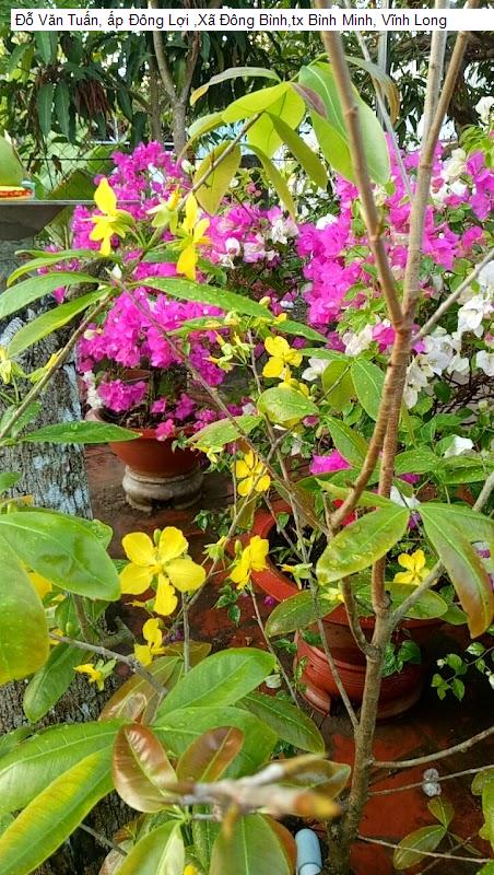 Đỗ Văn Tuấn, ấp Đông Lợi ,Xã Đông Bình,tx Bình Minh, Vĩnh Long