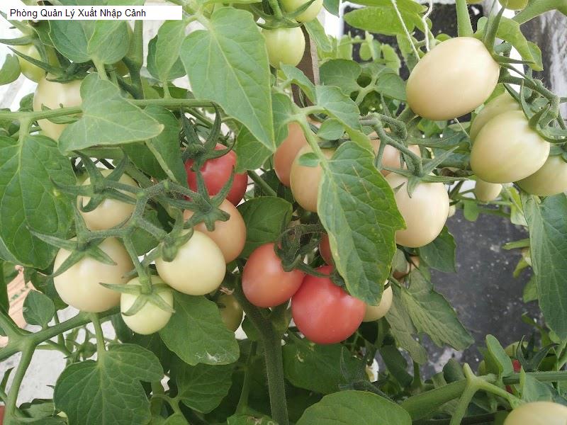 Phòng Quản Lý Xuất Nhập Cảnh