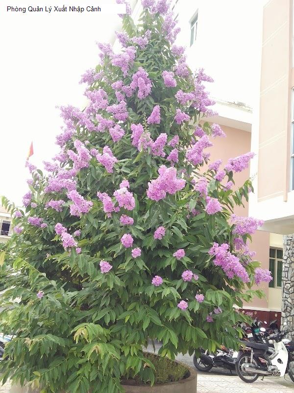 Phòng Quản Lý Xuất Nhập Cảnh